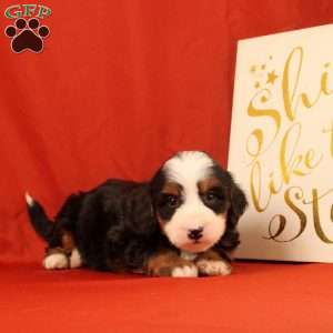 Pinesol, Mini Bernedoodle Puppy